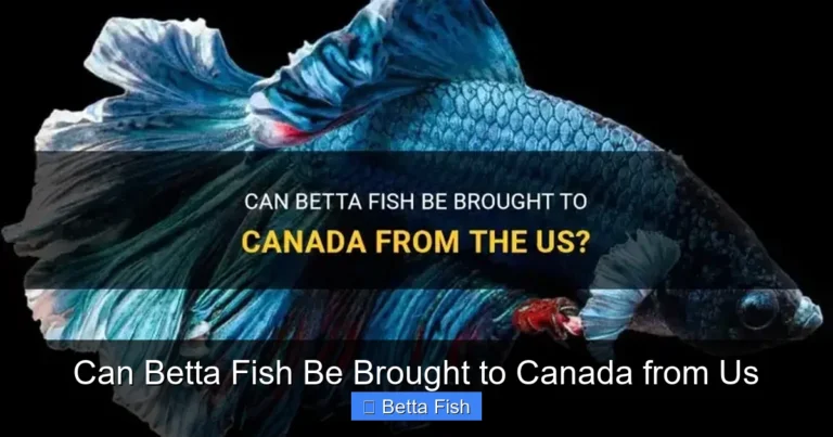 Can Betta Fish Be Brought to Canada from Us