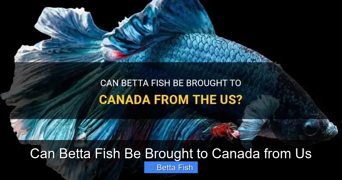 Can Betta Fish Be Brought to Canada from Us