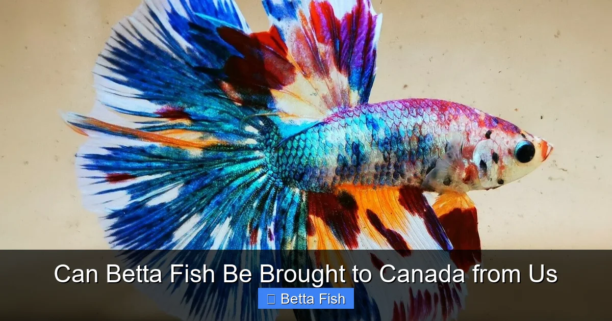 Can Betta Fish Be Brought to Canada from Us