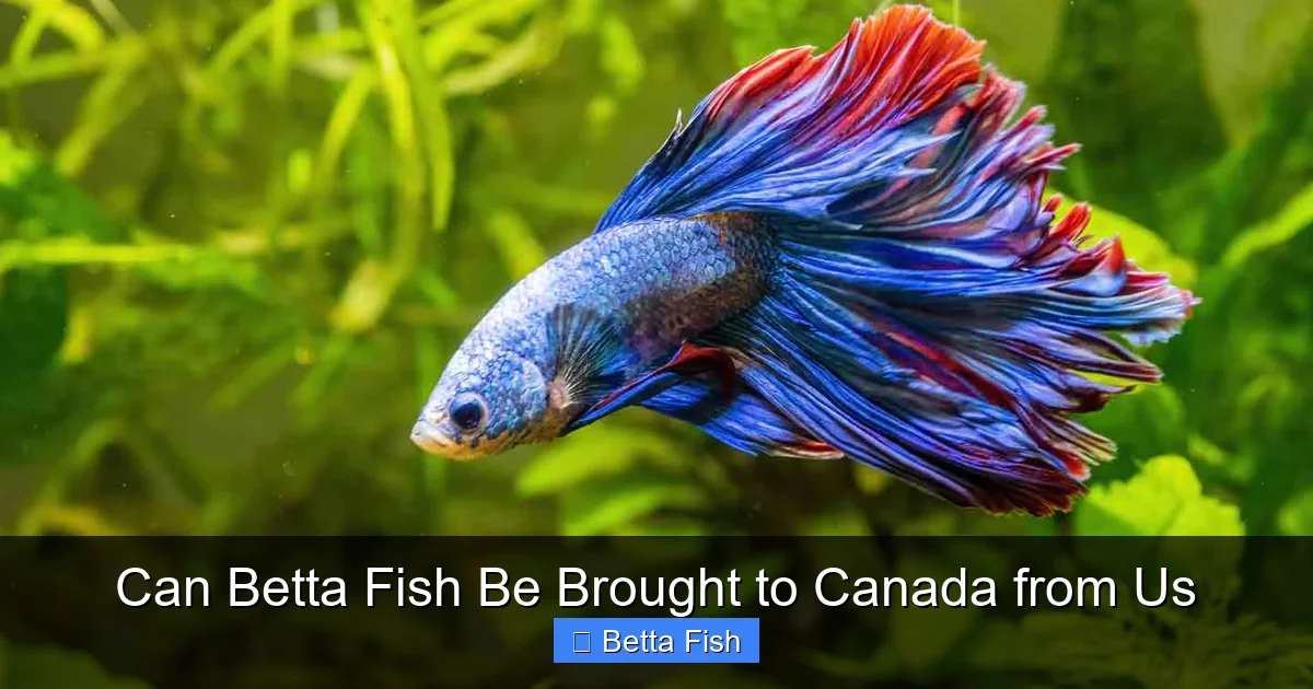 Can Betta Fish Be Brought to Canada from Us