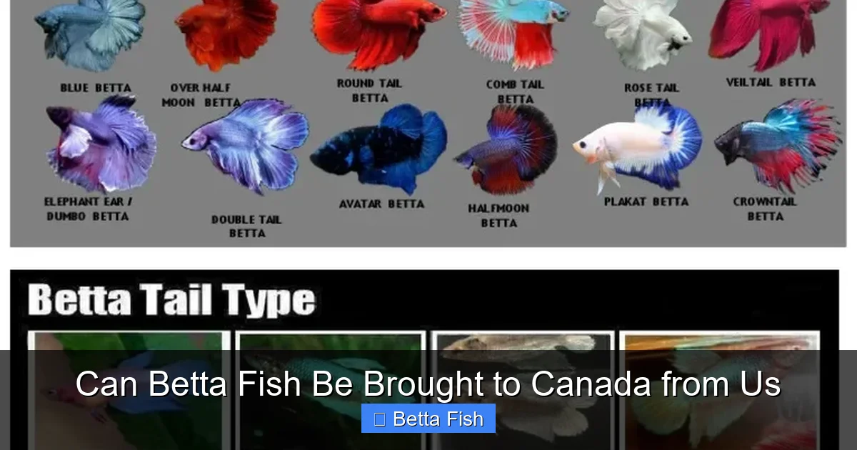 Can Betta Fish Be Brought to Canada from Us