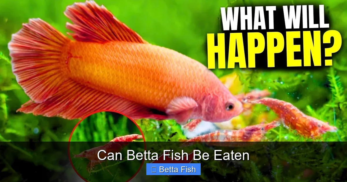 Can Betta Fish Be Eaten