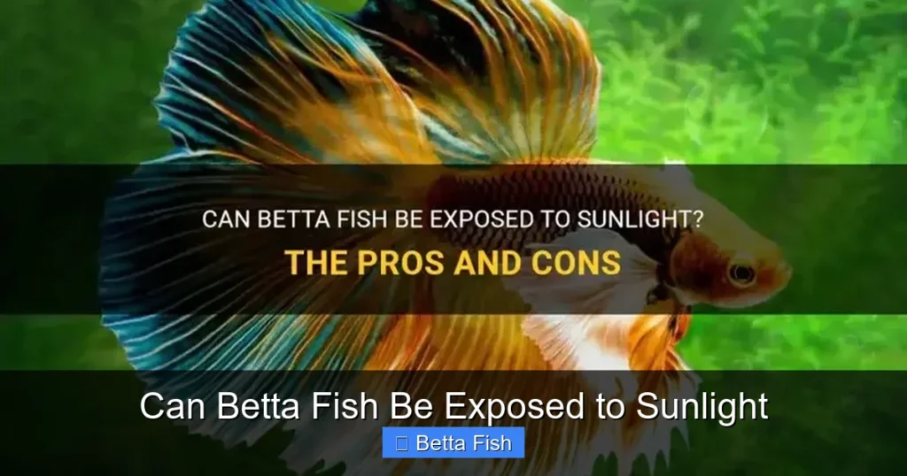 Can Betta Fish Be Exposed to Sunlight