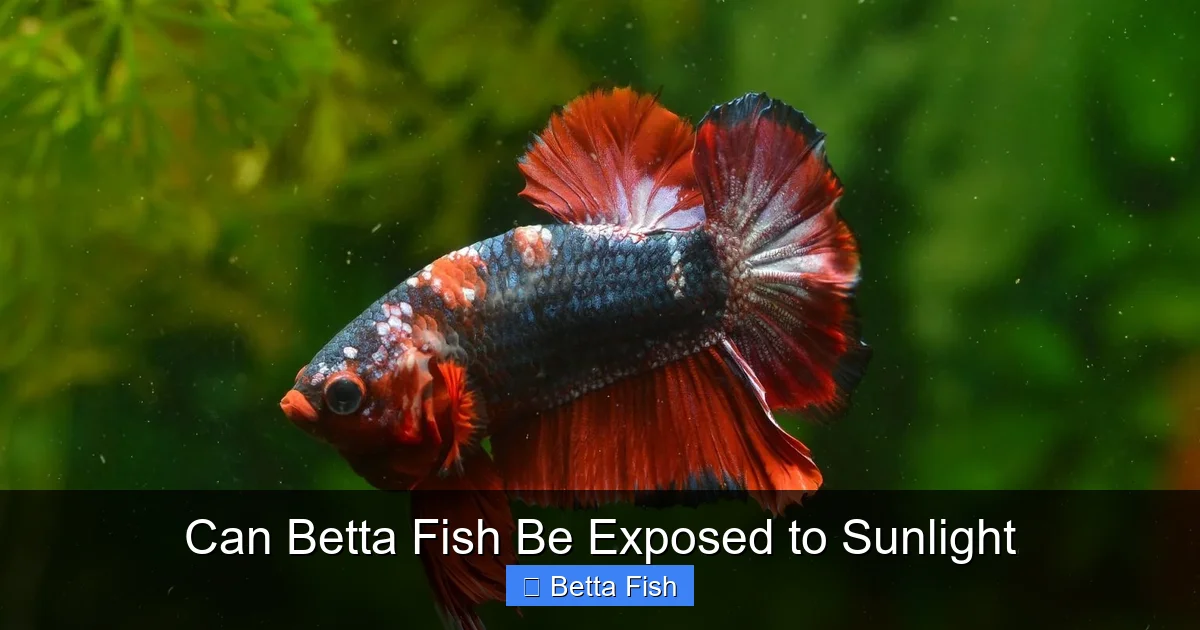 Can Betta Fish Be Exposed to Sunlight