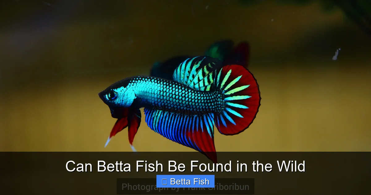 Can Betta Fish Be Found in the Wild