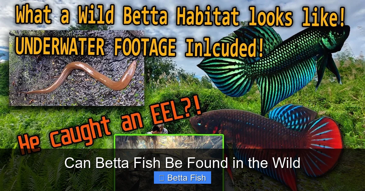 Can Betta Fish Be Found in the Wild