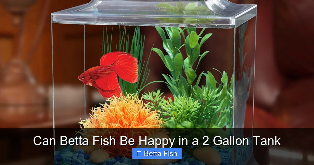 Can Betta Fish Be Happy in a 2 Gallon Tank