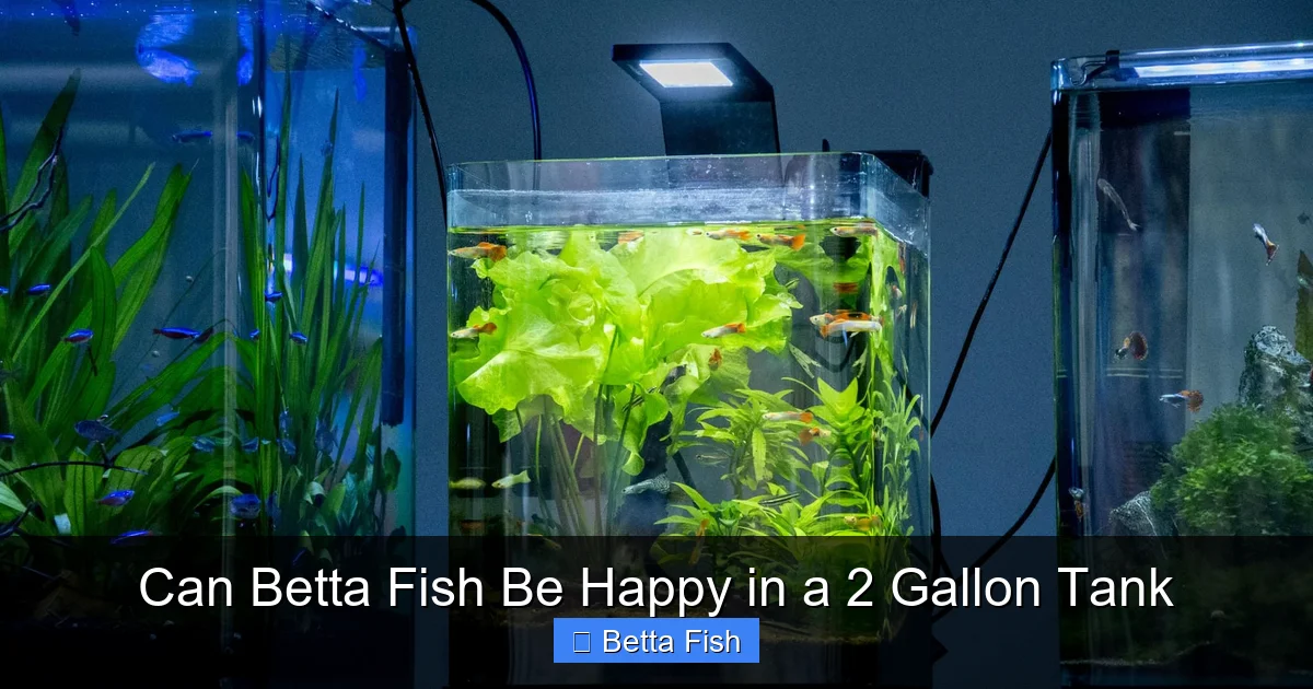 Can Betta Fish Be Happy in a 2 Gallon Tank
