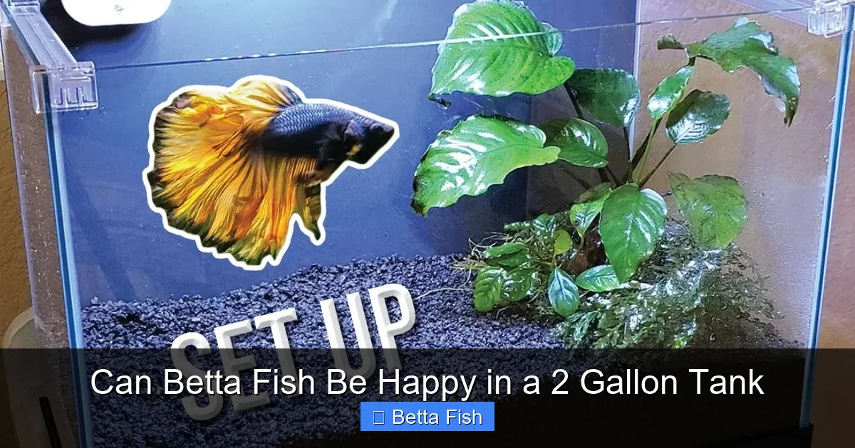 Can Betta Fish Be Happy in a 2 Gallon Tank
