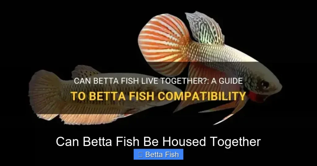 Can Betta Fish Be Housed Together
