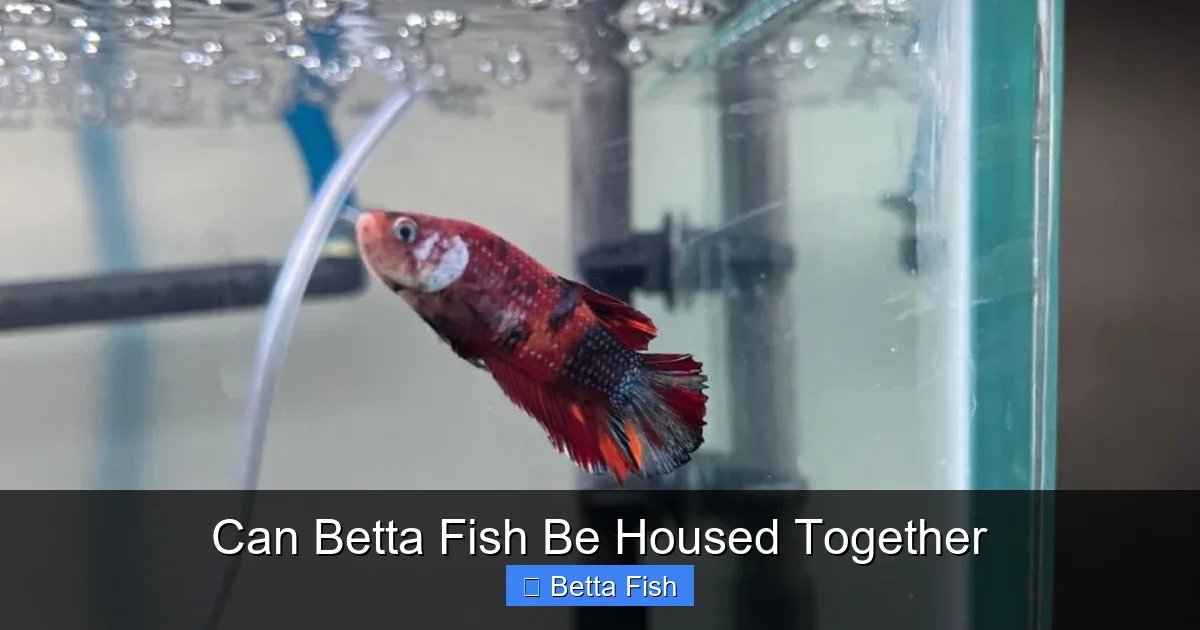 Can Betta Fish Be Housed Together