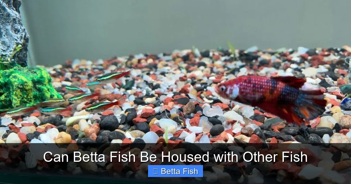 Can Betta Fish Be Housed with Other Fish