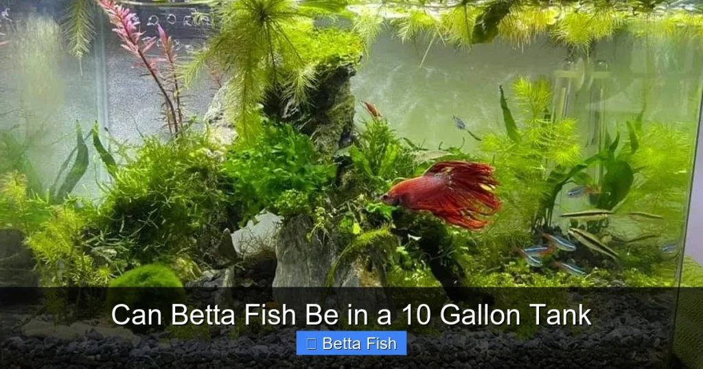Can Betta Fish Be in a 10 Gallon Tank