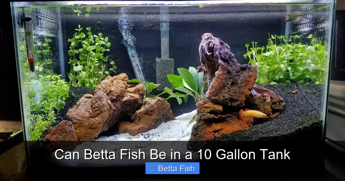 Can Betta Fish Be in a 10 Gallon Tank