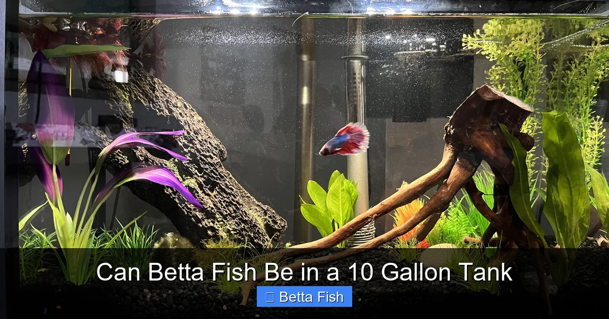 Can Betta Fish Be in a 10 Gallon Tank