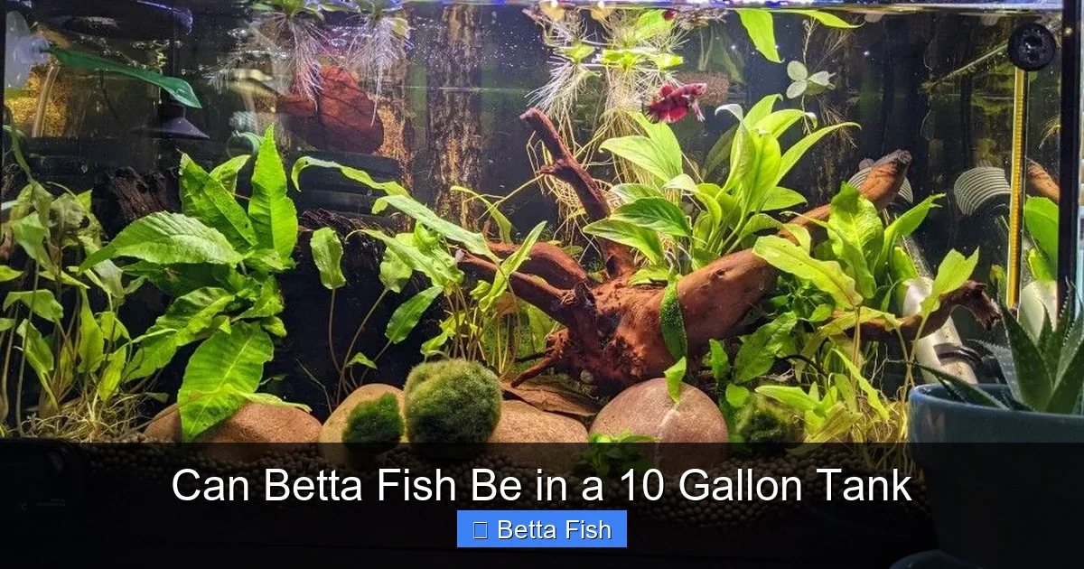 Can Betta Fish Be in a 10 Gallon Tank