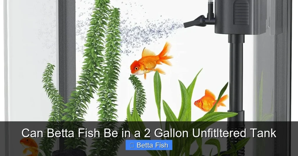 Can Betta Fish Be in a 2 Gallon Unfitltered Tank