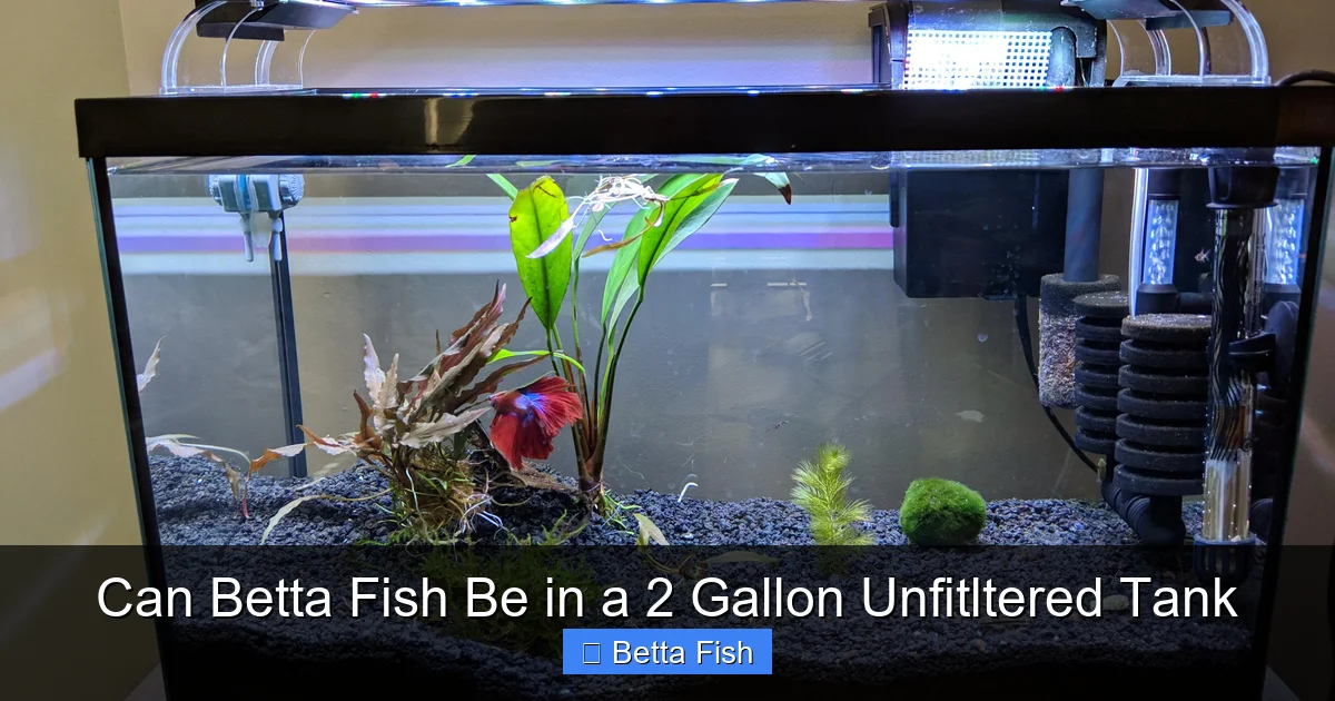 Can Betta Fish Be in a 2 Gallon Unfitltered Tank