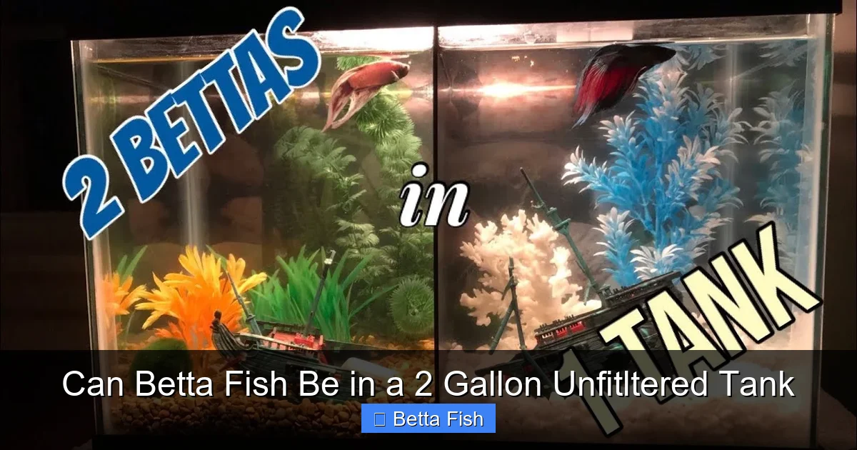 Can Betta Fish Be in a 2 Gallon Unfitltered Tank