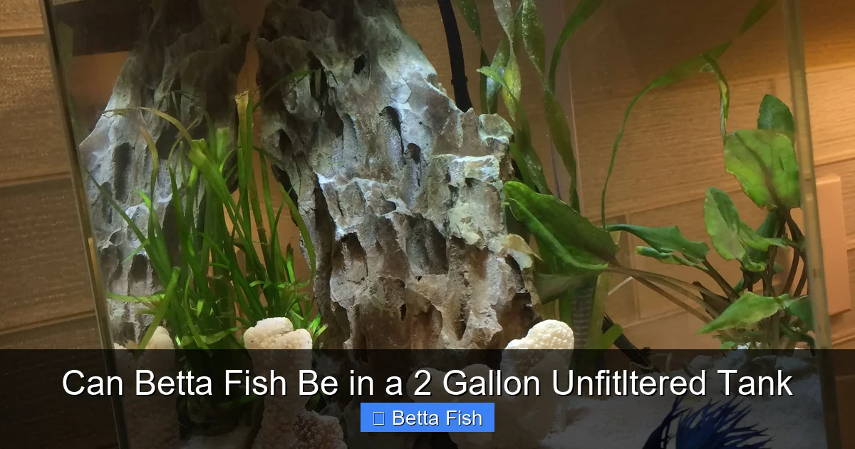 Can Betta Fish Be in a 2 Gallon Unfitltered Tank