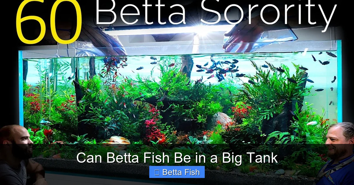 Can Betta Fish Be in a Big Tank