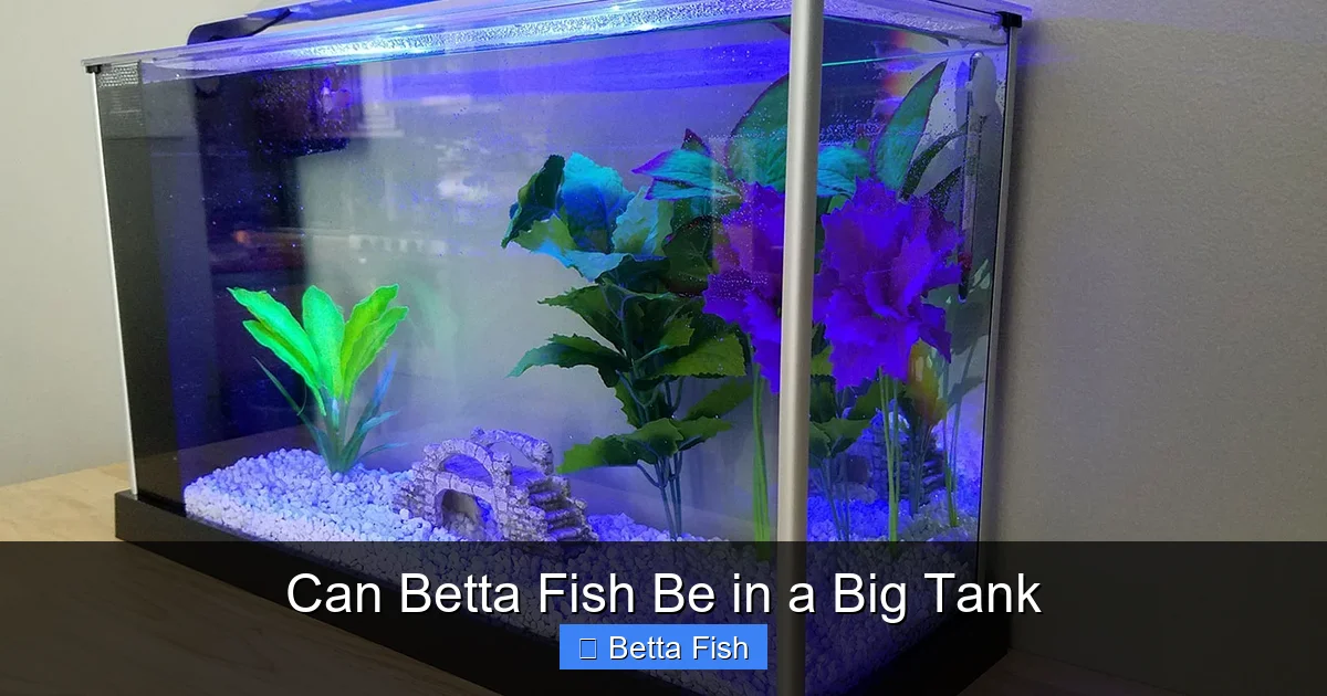 Can Betta Fish Be in a Big Tank