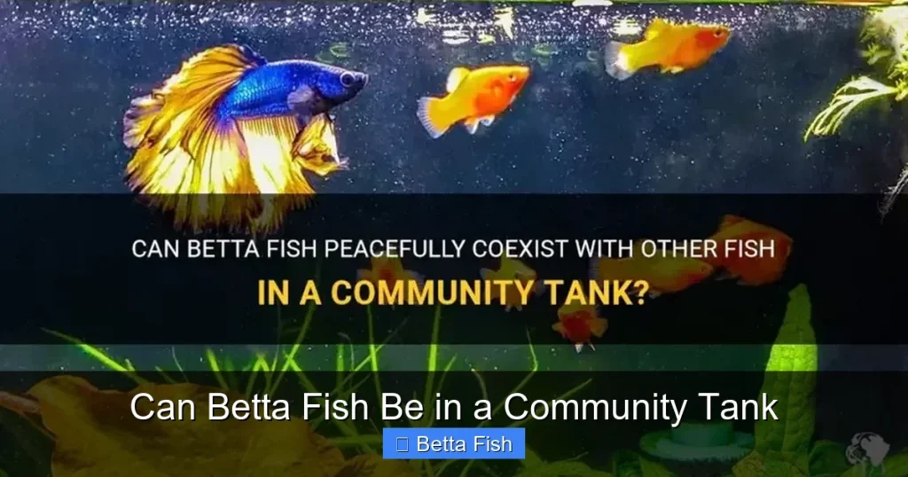 Can Betta Fish Be in a Community Tank
