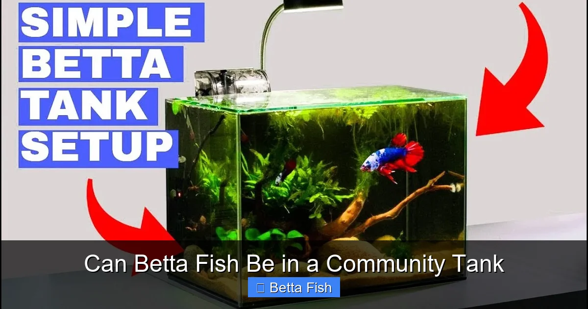 Can Betta Fish Be in a Community Tank