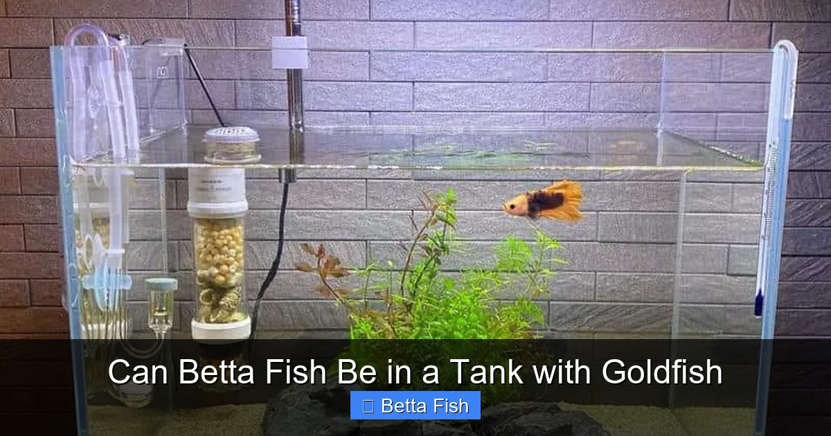 Can Betta Fish Be in a Tank with Goldfish