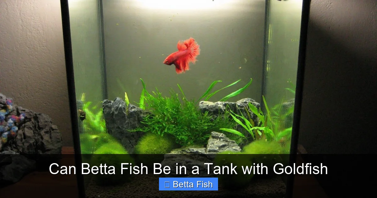 Can Betta Fish Be in a Tank with Goldfish