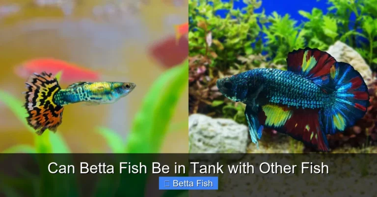 Can Betta Fish Be in Tank with Other Fish