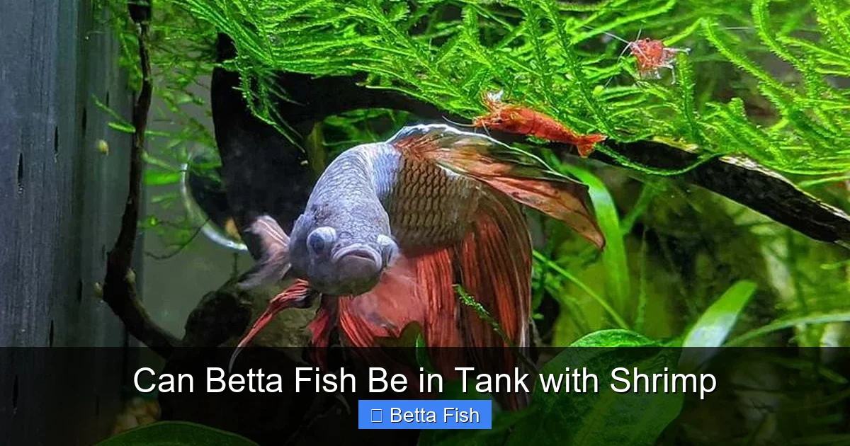 Can Betta Fish Be in Tank with Shrimp