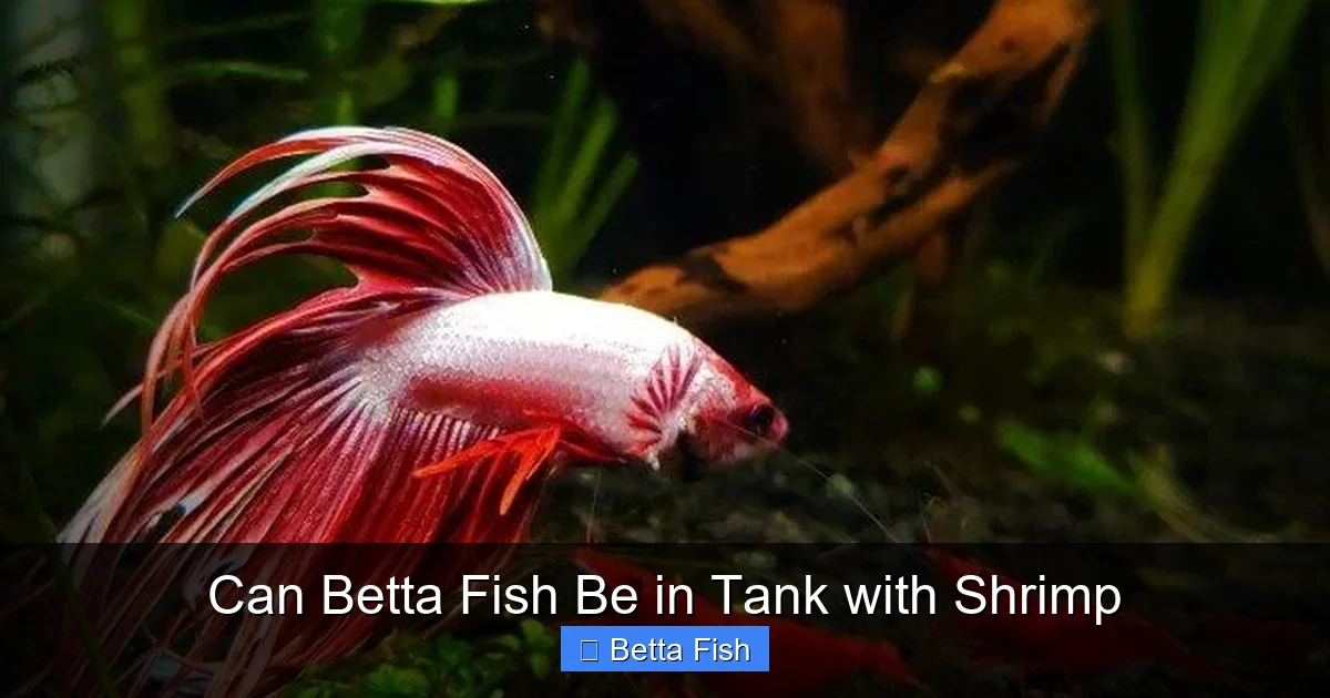 Can Betta Fish Be in Tank with Shrimp