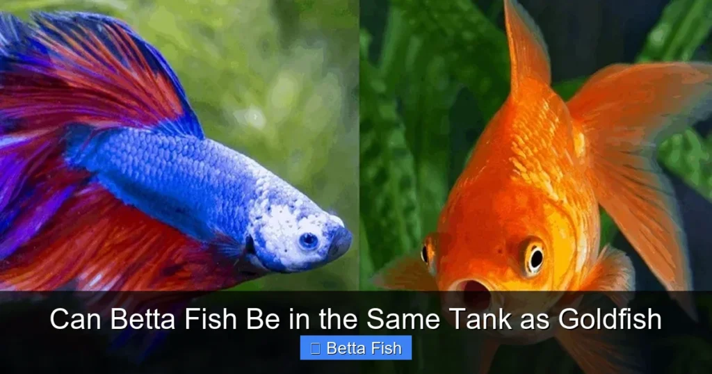 Can Betta Fish Be in the Same Tank as Goldfish