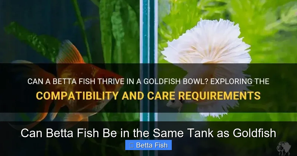 Can Betta Fish Be in the Same Tank as Goldfish