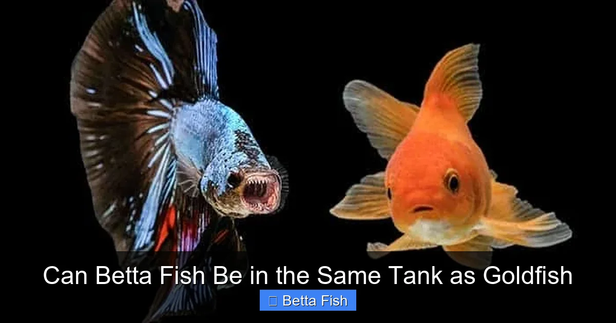 Can Betta Fish Be in the Same Tank as Goldfish