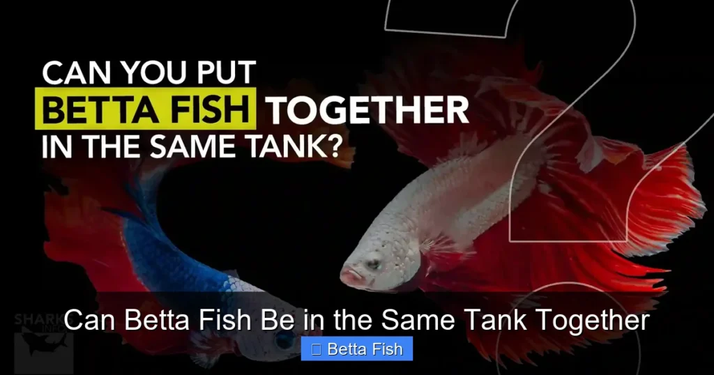 Can Betta Fish Be in the Same Tank Together