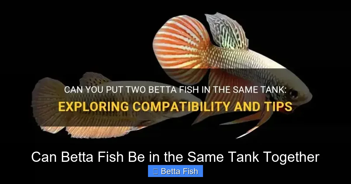 Can Betta Fish Be in the Same Tank Together