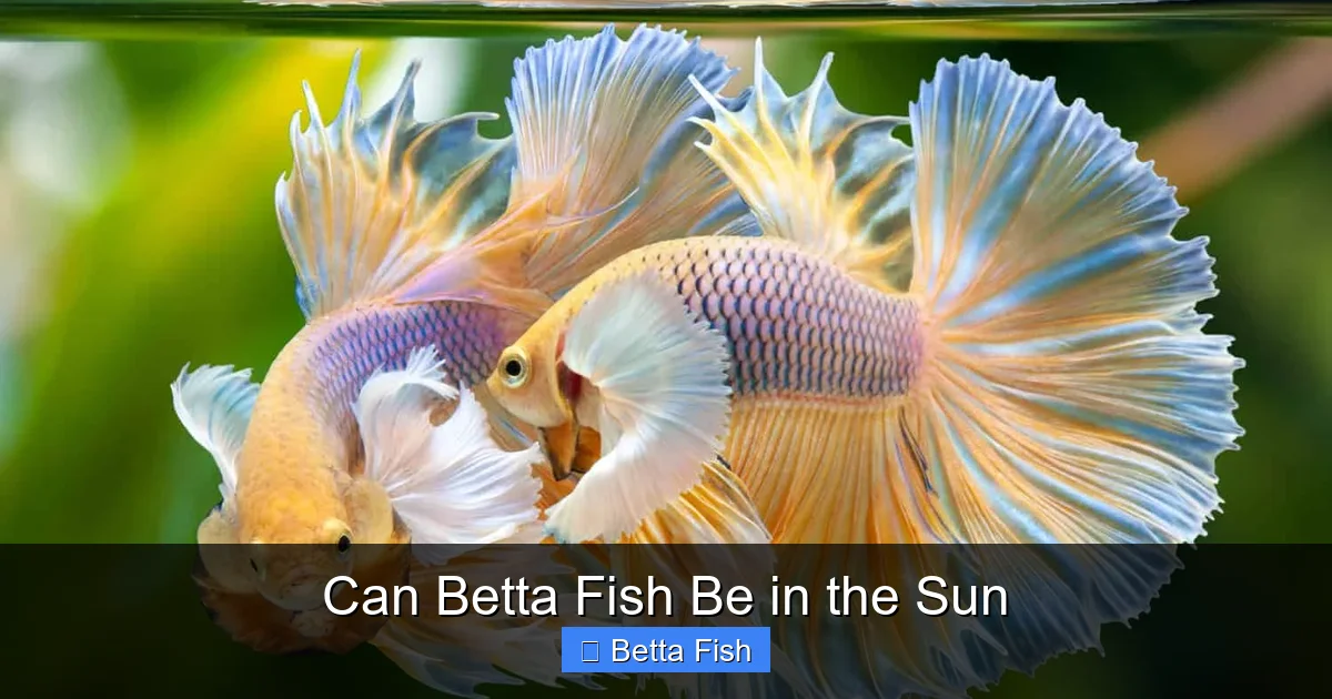 Can Betta Fish Be in the Sun