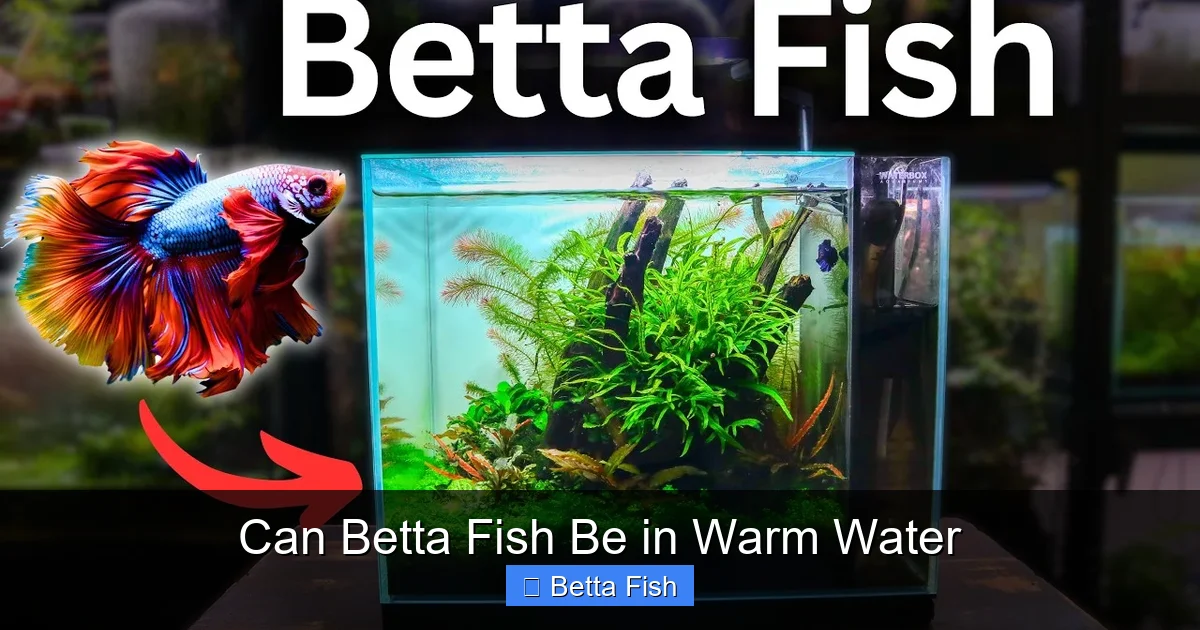 Can Betta Fish Be in Warm Water