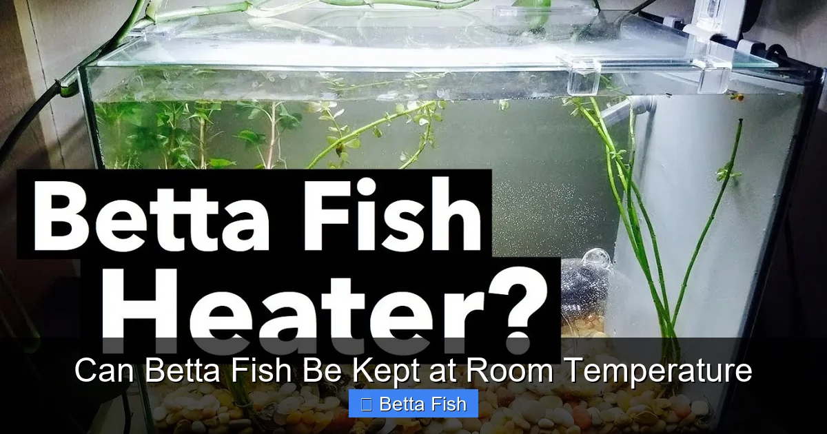 Can Betta Fish Be Kept at Room Temperature