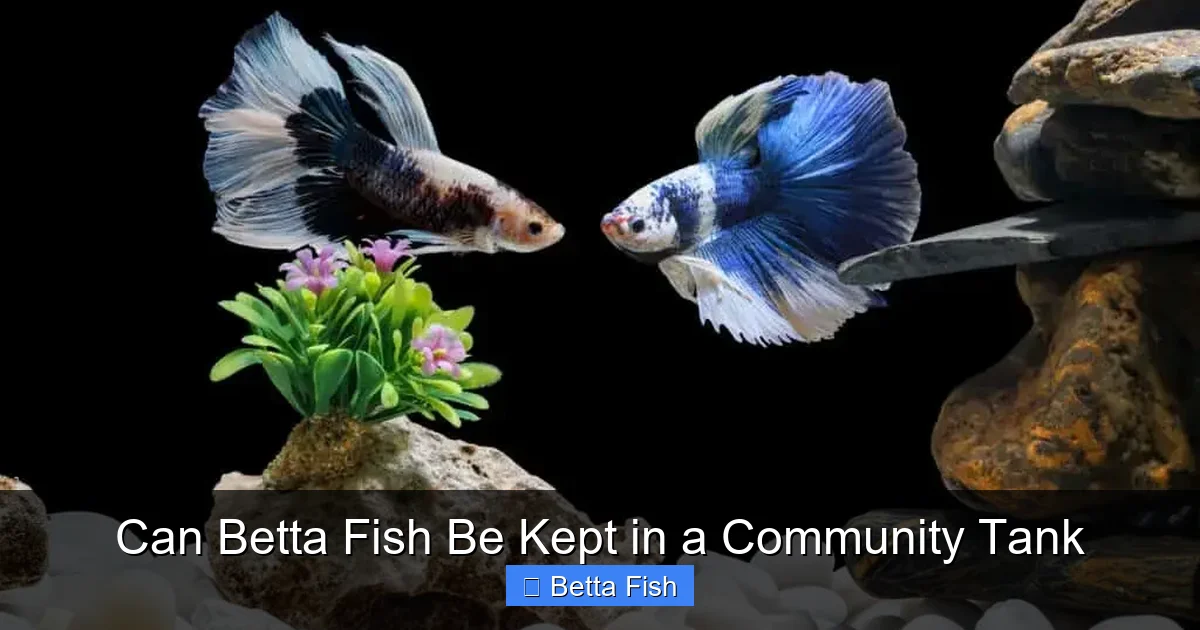Can Betta Fish Be Kept in a Community Tank