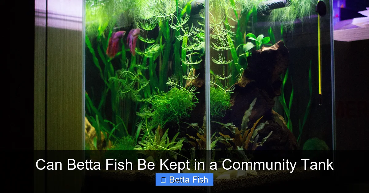 Can Betta Fish Be Kept in a Community Tank