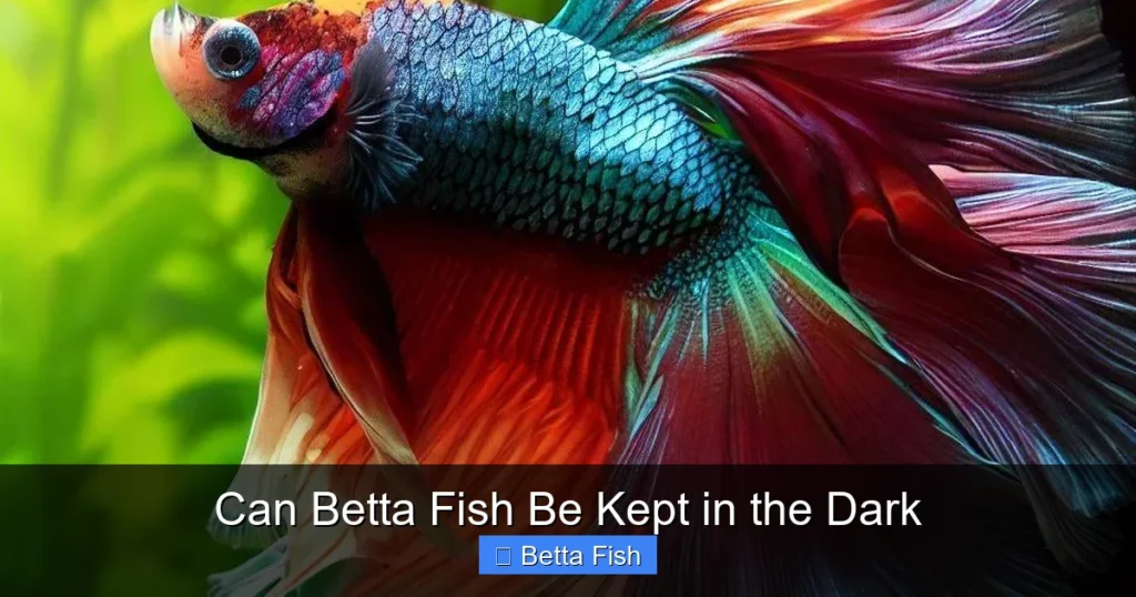Can Betta Fish Be Kept in the Dark
