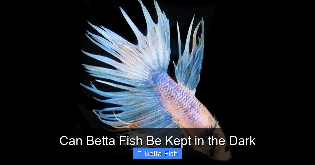 Can Betta Fish Be Kept in the Dark
