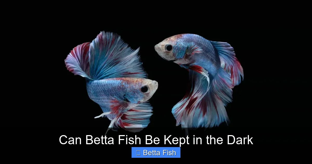 Can Betta Fish Be Kept in the Dark