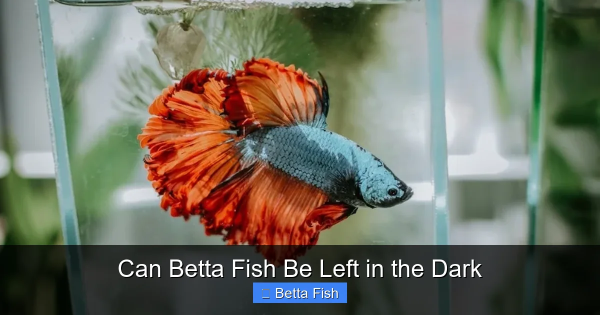 Can Betta Fish Be Left in the Dark