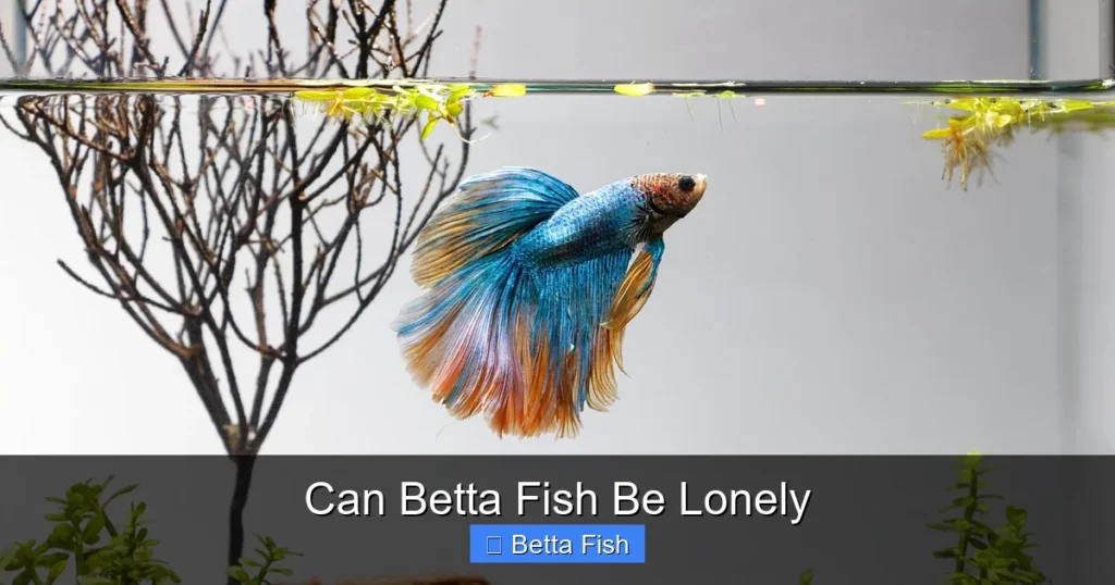 Can Betta Fish Be Lonely