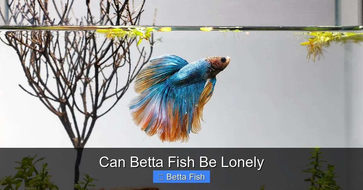 Can Betta Fish Be Lonely