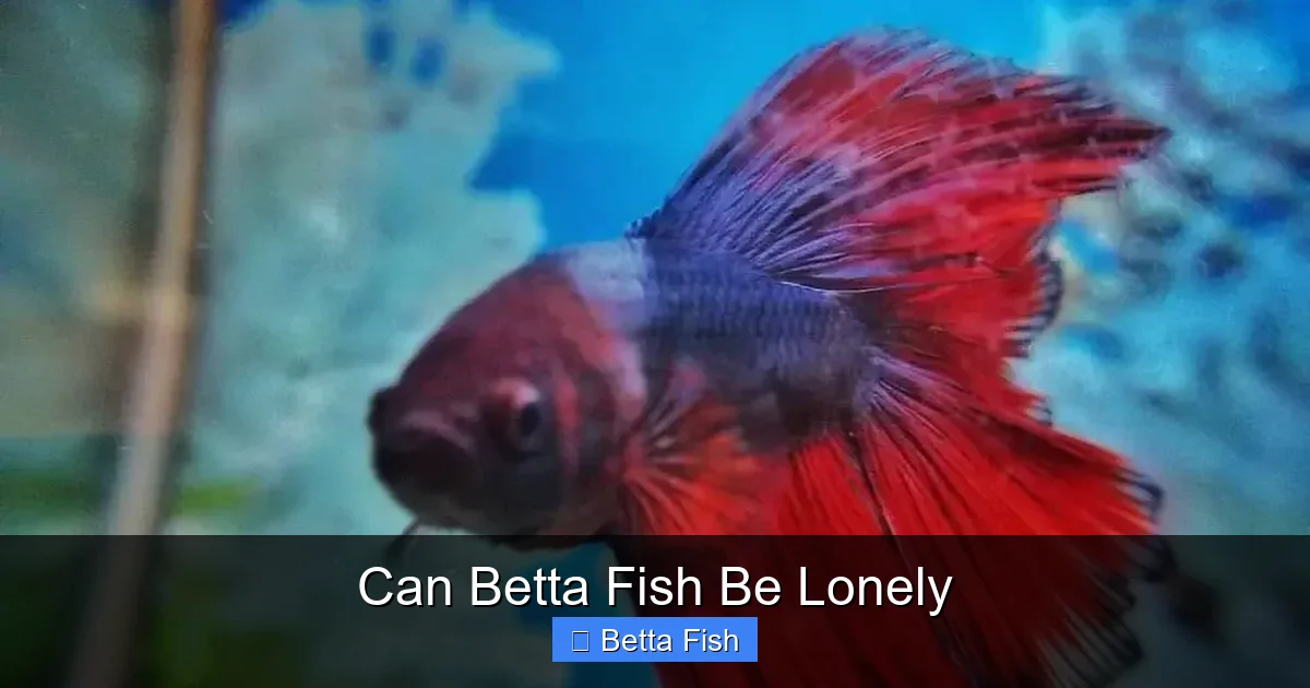 Can Betta Fish Be Lonely
